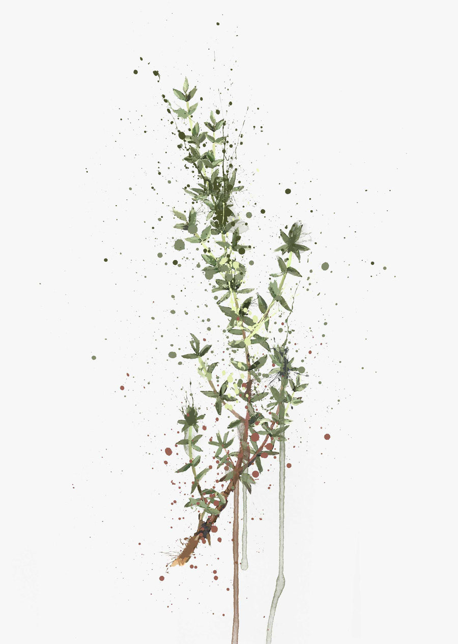 Herb Wall Art Print 'Thyme'
