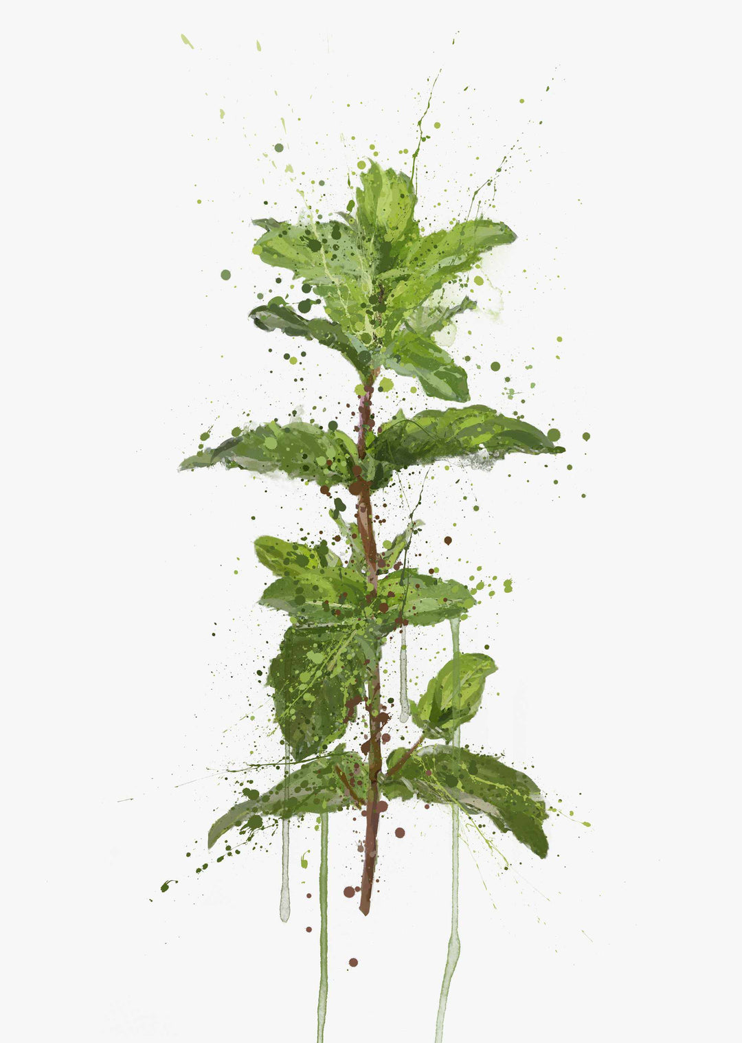 Herb Wall Art Print 'Mint'
