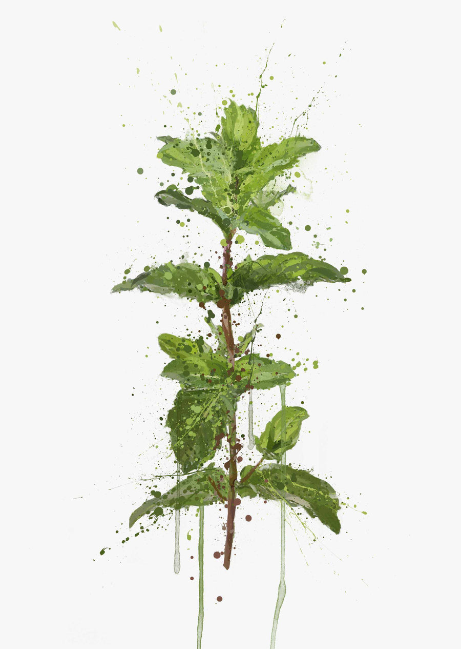 Herb Wall Art Print 'Mint'