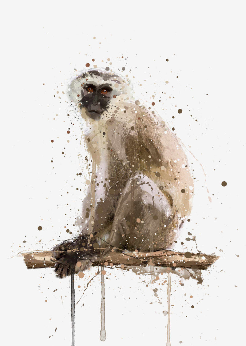 Monkey Wall Art Print ‘Vervet’